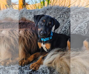 Doberman Pinscher-Unknown Mix Dogs for adoption in Minneaoplis, MN, USA