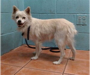 Pomeranian-Unknown Mix Dogs for adoption in Downey, CA, USA