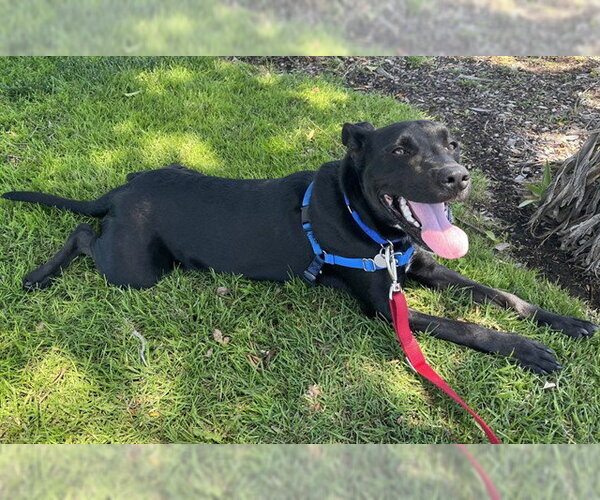 Medium Photo #1 Labrador Retriever-Unknown Mix Puppy For Sale in Redwood City, CA, USA