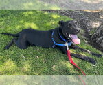Small Labrador Retriever Mix