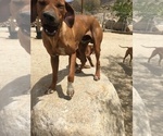 Small Photo #153 Rhodesian Ridgeback Puppy For Sale in MORONGO VALLEY, CA, USA