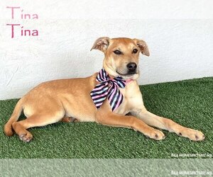 Labrador Retriever-Rhodesian Ridgeback Mix Dogs for adoption in San Diego, CA, USA