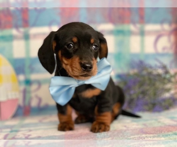 Medium Photo #1 Dachshund Puppy For Sale in LANCASTER, PA, USA