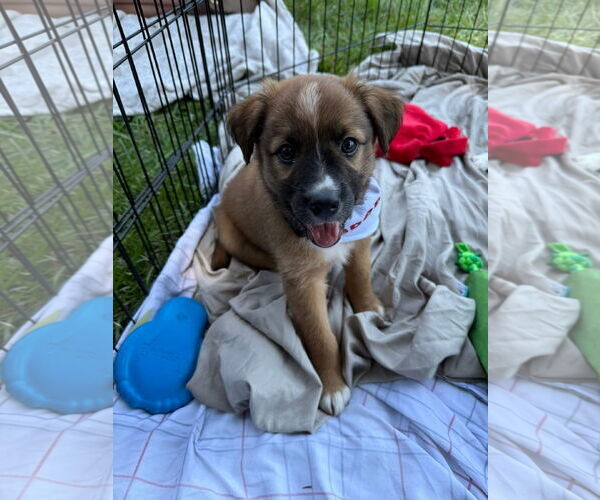 Medium Photo #1 Mutt Puppy For Sale in Stephens City, VA, USA