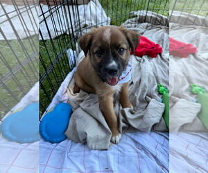 Mutt Dogs for adoption in Stephens City, VA, USA