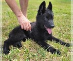Puppy Yellow German Shepherd Dog