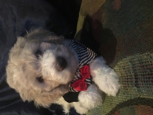 Poodle (Standard) Puppy for sale in TAUNTON, MA, USA