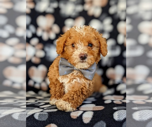 Medium Photo #7 Poodle (Miniature) Puppy For Sale in KINZERS, PA, USA