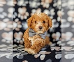 Small Photo #7 Poodle (Miniature) Puppy For Sale in KINZERS, PA, USA