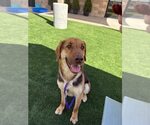Small German Shepherd Dog Mix