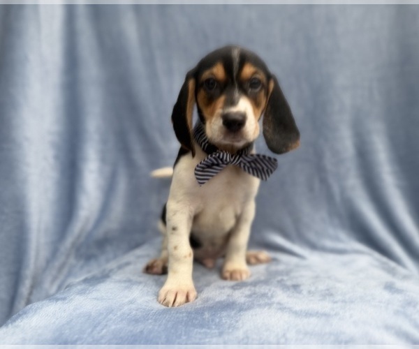Medium Photo #7 Beagle Puppy For Sale in LAKELAND, FL, USA