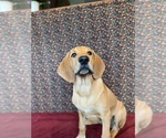 Puppy 12 Great Dane-Redbone Coonhound Mix