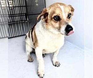 Chihuahua-Unknown Mix Dogs for adoption in Houston, TX, USA