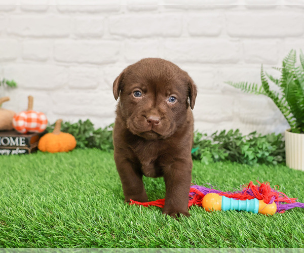 Medium Photo #8 Labrador Retriever Puppy For Sale in SYRACUSE, IN, USA