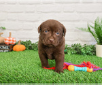 Small #7 Labrador Retriever