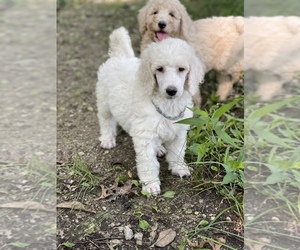 Poodle (Standard) Puppy for sale in PLEASANT HILL, MO, USA