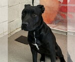 Small Labrador Retriever Mix