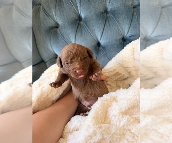 Medium Photo #4 Chesapeake Bay Retriever Puppy For Sale in GREELEY, CO, USA