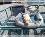 Small Photo #11 Labrador Retriever Puppy For Sale in RANDALL, MN, USA