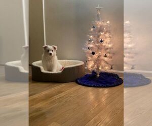 Pomsky Puppy for sale in LATHRUP VILLAGE, MI, USA