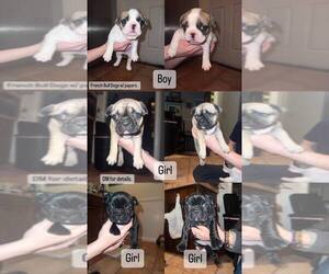 French Bulldog Puppy for sale in CHARLOTTE, NC, USA