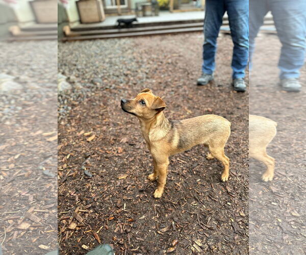 Medium Photo #5 Mutt Puppy For Sale in Arlington, WA, USA