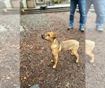 Small #4 Mutt