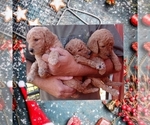 Small Photo #3 Poodle (Standard) Puppy For Sale in BRADFORDSVILLE, KY, USA