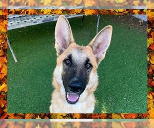 German Shepherd Dog Dogs for adoption in Ojai, CA, USA