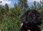 Puppy 7 Labrador Retriever