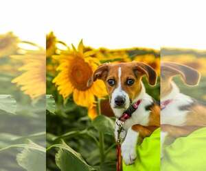 Beagle Dogs for adoption in Fultonham, NY, USA