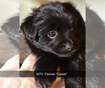 Small Photo #5 Pomeranian Puppy For Sale in CLARION, PA, USA