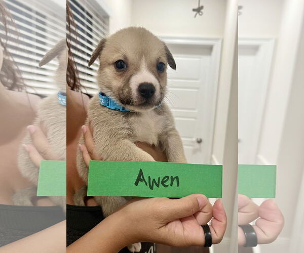 Medium Photo #1 Mutt Puppy For Sale in New Orleans, LA, USA