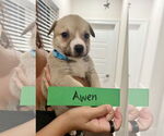 Small Mutt