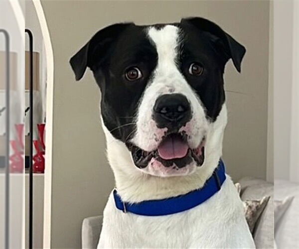 Medium Photo #1 Labrador Retriever-Unknown Mix Puppy For Sale in Louisville, KY, USA