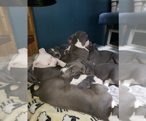 American Pit Bull Terrier Puppy for sale in TAHUYA, WA, USA