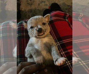 Chihuahua Puppy for sale in WILLIAMSBURG, VA, USA