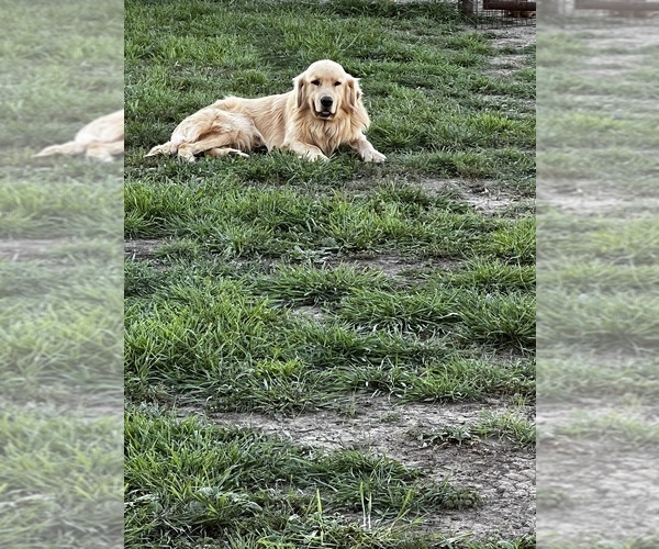 Medium Photo #1 Golden Retriever Puppy For Sale in CHINA SPRING, TX, USA