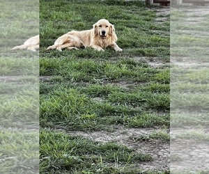 Father of the Golden Retriever puppies born on 02/09/2026