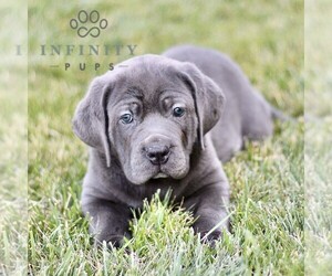 Cane Corso Puppy for sale in LANCASTER, PA, USA