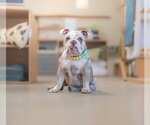 Small #4 Bulldog
