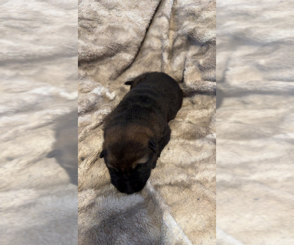 Medium Photo #4 German Shepherd Dog Puppy For Sale in CORNELL, MI, USA