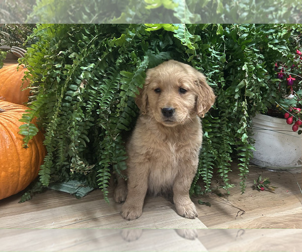 Medium Photo #1 Golden Retriever Puppy For Sale in LEAF RIVER, IL, USA