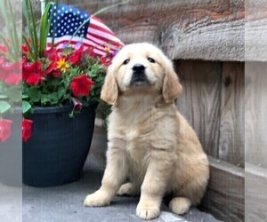 Golden Retriever Puppy for sale in DRY RUN, PA, USA