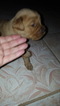 Small Photo #1 Golden Retriever Puppy For Sale in VINCENNES, IN, USA