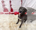 Small #18 American Pit Bull Terrier-Labrador Retriever Mix