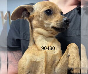 Rat Terrier-Unknown Mix Dogs for adoption in Chico, CA, USA