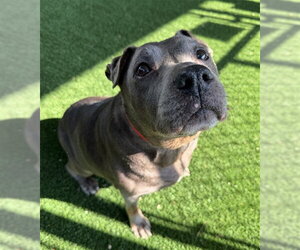 Mutt Dogs for adoption in Murfreesboro, TN, USA