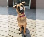 Small #11 German Shepherd Dog Mix