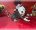 Small #3 American Pit Bull Terrier